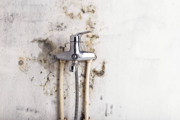 Best Commercial Mold Removal  in Lynchburg, TN
