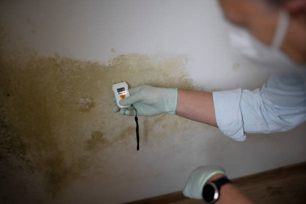 Best Home Mold Removal  in Lynchburg, TN