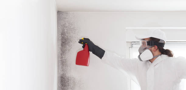 Mold Removal and Inspection in Lynchburg, TN