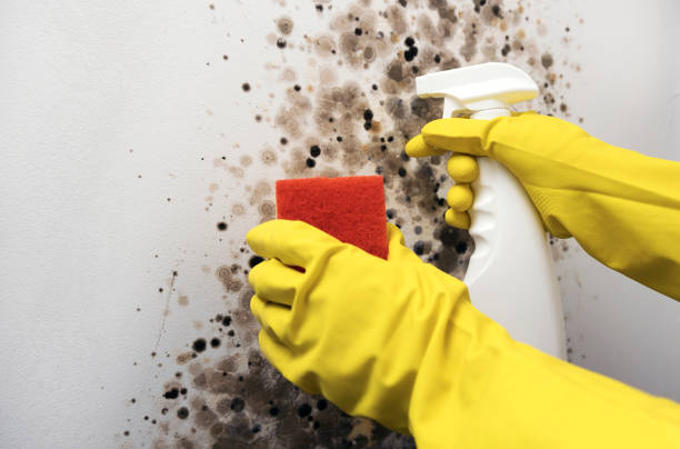 Best Mold Testing  in Lynchburg, TN